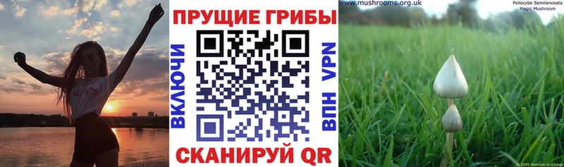 Псилоцибиновые грибы Psilocybe  Майский 